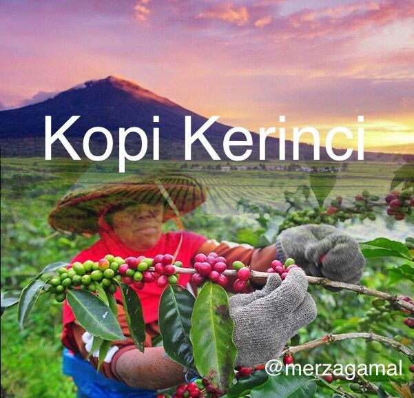 Image Kopi Kerinci (Gambar diolah penulis dari ANTARA FOTO/Wahdi Septiawan/hp dan  www.swiss-belhotel.com)
