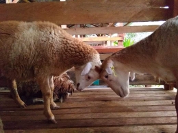 Image: Kuatkan hati, jangan mau diadu-domba...