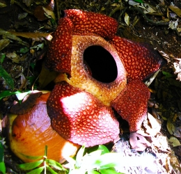Image: Rafflesia Arnoldi yang sedang mekar di perbukitan Kapahiang Bengkulu (Photo by Merza Gamal)